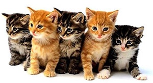 Five Cute Kittens